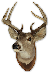 Craft Collision Centers Buck